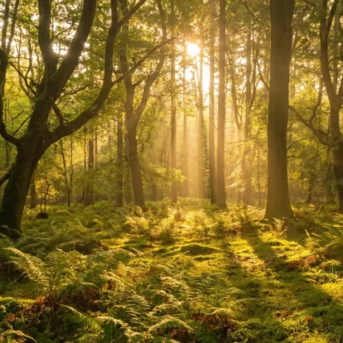 Forest Sunlight Background with Soft Rays