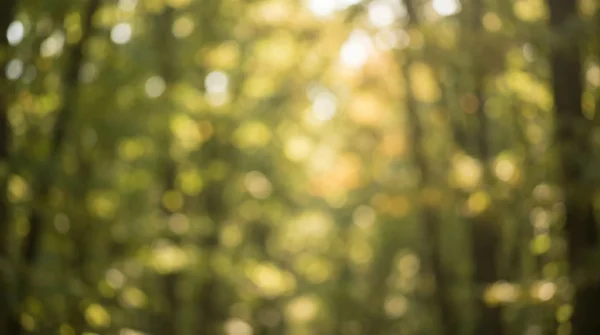 Soft Bokeh Forest Background Soft Bokeh Forest Background