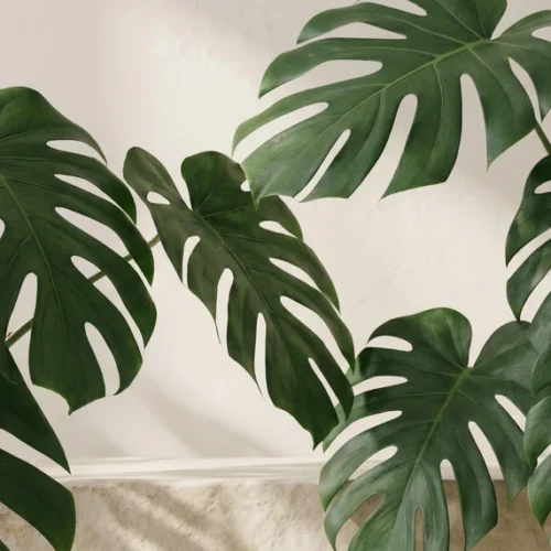 Monstera Leaf Natural Background