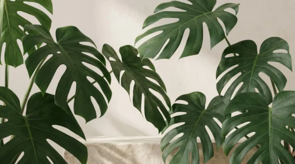Monstera Leaf Natural Background Monstera Leaf Natural Background