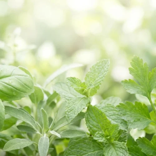 Fresh Herbal Green Background