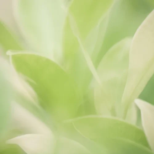 Green Sustainability Background with Organic Blur
