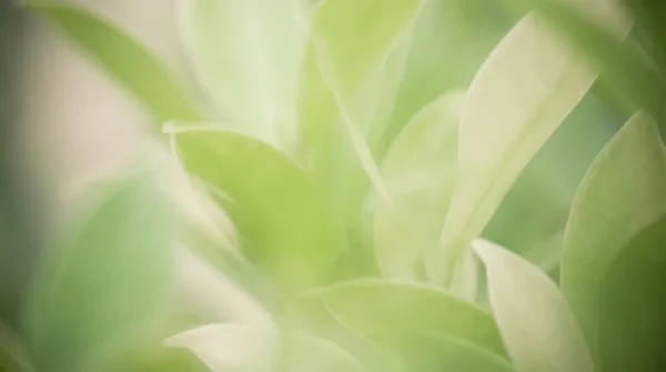 Green Sustainability Background with Organic Blur