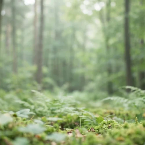 Green Woodland Background