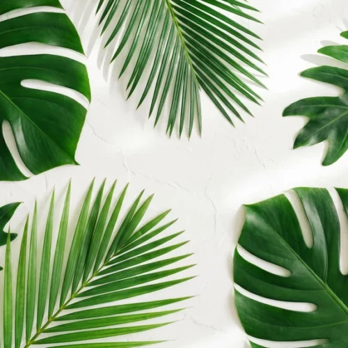 Tropical Leaf Background